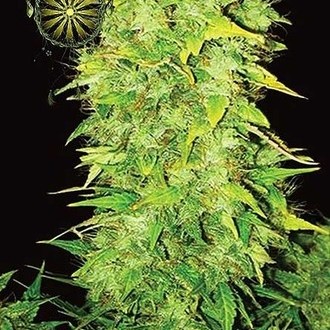 White Widow Autoflower (Vision Seeds) Feminisoidut