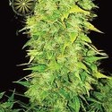 White Widow Autoflower (Vision Seeds) Feminisoidut