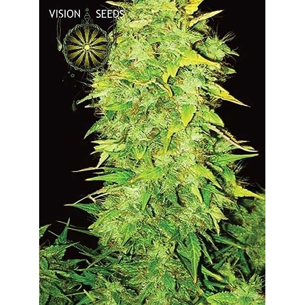 White Widow Autoflower (Vision Seeds) Feminisoidut