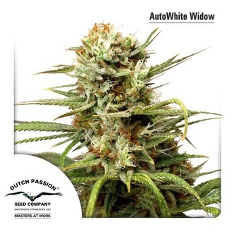 AutoWhite Widow (Dutch Passion) feminisoidut