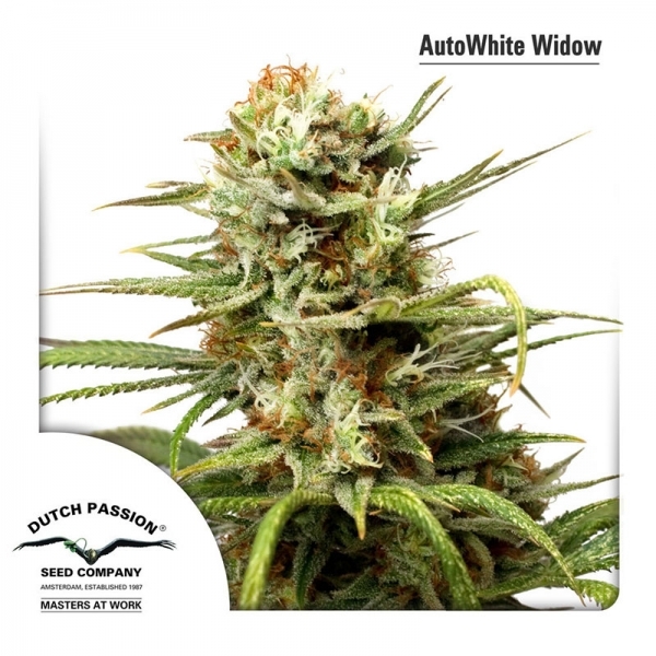 Auto White Widow (Dutch Passion) Feminisoidut