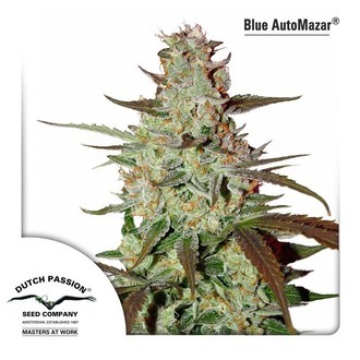 Blue Auto Mazar (Dutch Passion) Feminisoidut