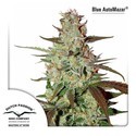 Blue Auto Mazar (Dutch Passion) Feminisoidut