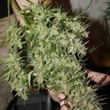 Blue Auto Mazar (Dutch Passion) Feminisoidut