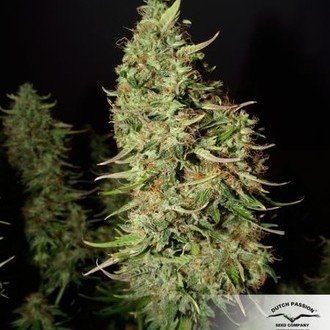 Blue Auto Mazar (Dutch Passion) Feminisoidut