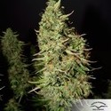 Blue Auto Mazar (Dutch Passion) Feminisoidut