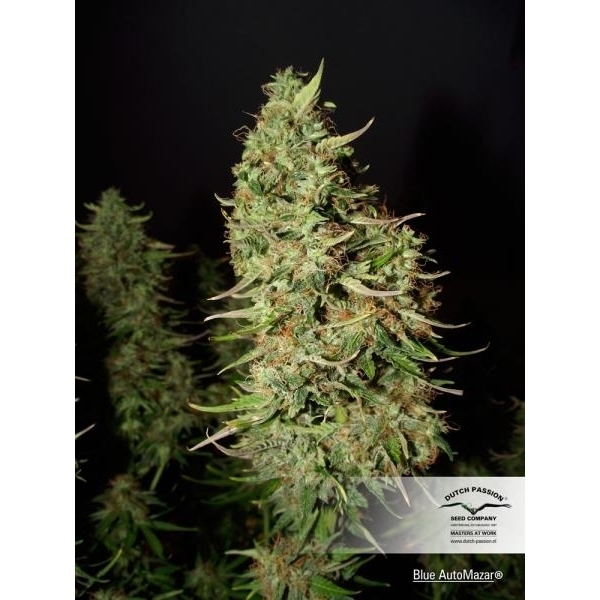 Blue Auto Mazar (Dutch Passion) Feminisoidut