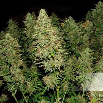 Blue Auto Mazar (Dutch Passion) Feminisoidut