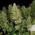 Blue Auto Mazar (Dutch Passion) Feminisoidut