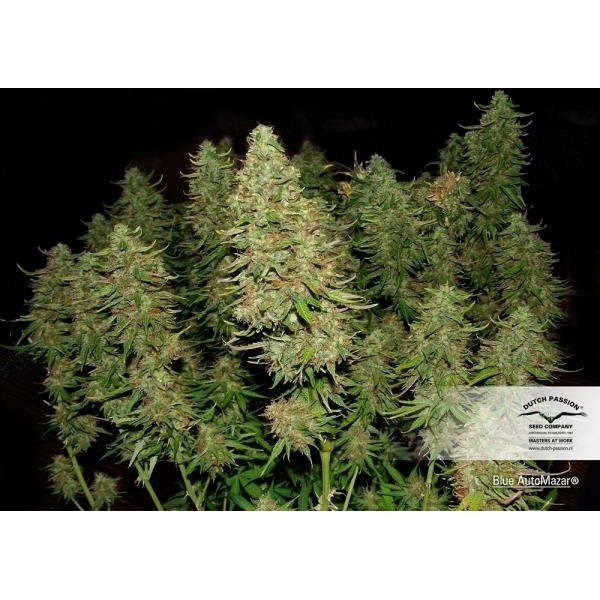 Blue Auto Mazar (Dutch Passion) Feminisoidut