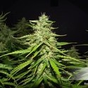 Blue Auto Mazar (Dutch Passion) Feminisoidut