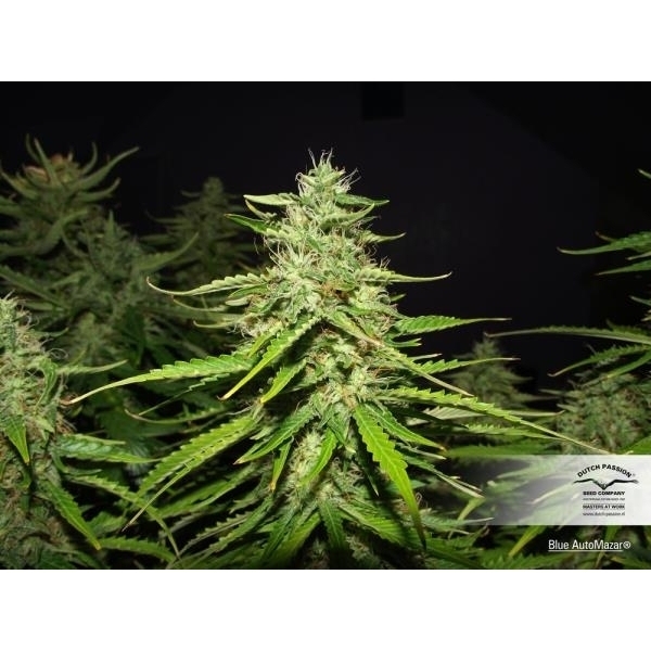 Blue Auto Mazar (Dutch Passion) Feminisoidut
