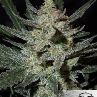 Blue Auto Mazar (Dutch Passion) Feminisoidut