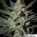 Blue Auto Mazar (Dutch Passion) Feminisoidut