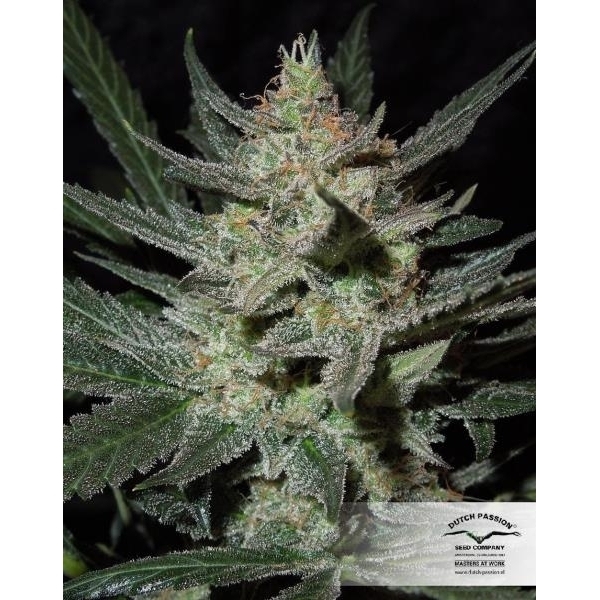 Blue Auto Mazar (Dutch Passion) Feminisoidut