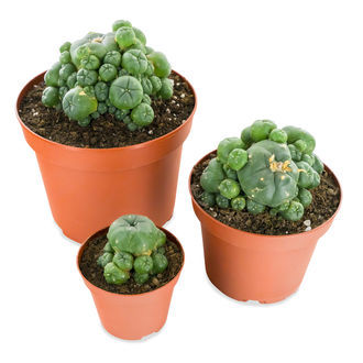Peyote ja sivuversot (Lophophora williamsii)