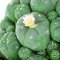 Peyote ja sivuversot (Lophophora williamsii)