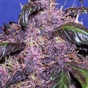 Auto Purple (Original Sensible) Feminisoidut