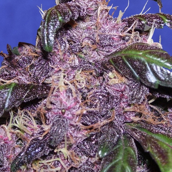 Auto Purple (Original Sensible) Feminisoidut