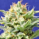 Auto Super Skunk (Original Sensible) Feminisoidut siemenet