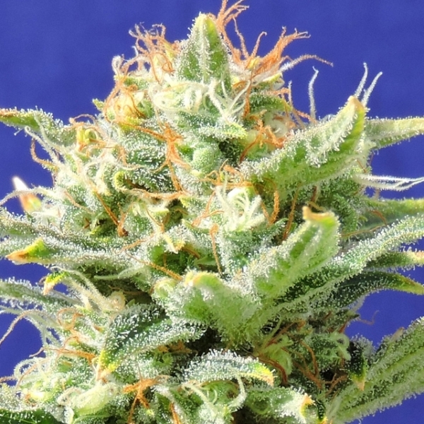 Auto Super Skunk (Original Sensible) Feminisoidut siemenet