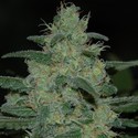 Pure Kush (Original Sensible) Feminisoidut