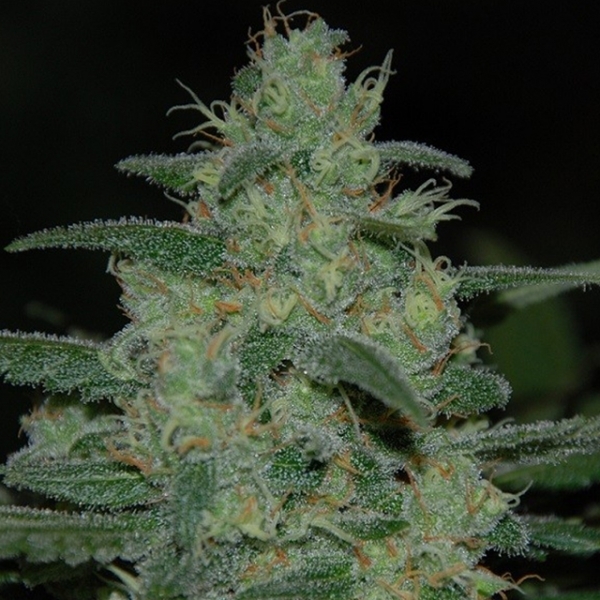 Pure Kush (Original Sensible) Feminisoidut