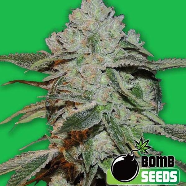 Atomic (Bomb Seeds) Feminisoidut