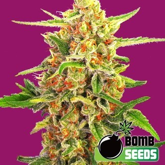 Cherry Bomb (Bomb Seeds) feminisoidut kannabiksen siemenet