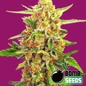 Cherry Bomb (Bomb Seeds) Feminisoidut