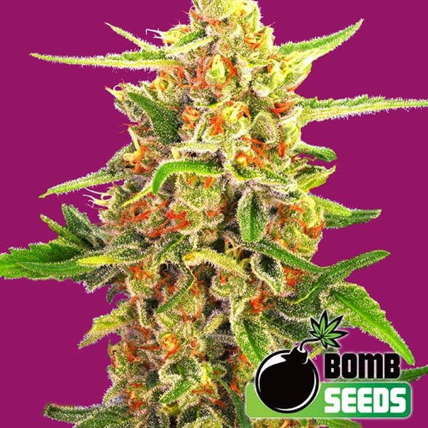 Cherry Bomb (Bomb Seeds) Feminisoidut