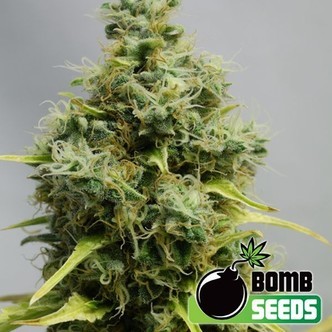 Big Bomb (Bomb Seeds) feminisoidut kannabiksen siemenet