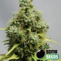 Big Bomb (Bomb Seeds) Feminisoidut