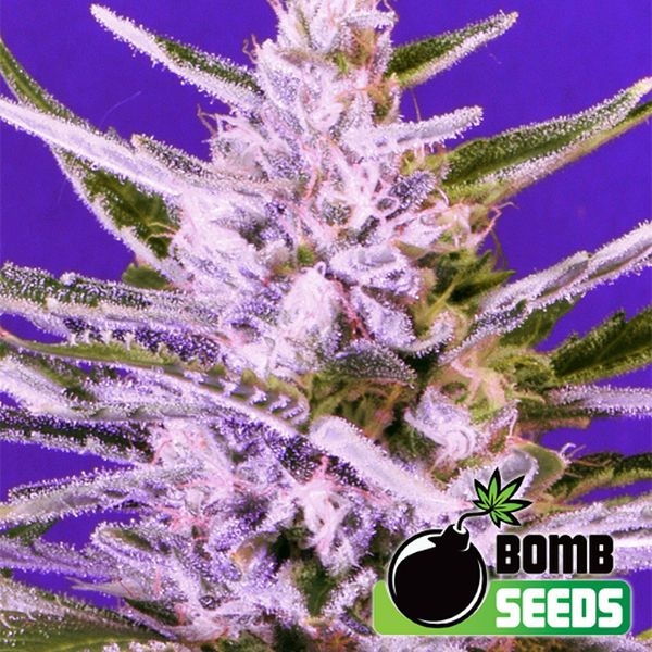 Ice Bomb (Bomb Seeds) Feminisoidut
