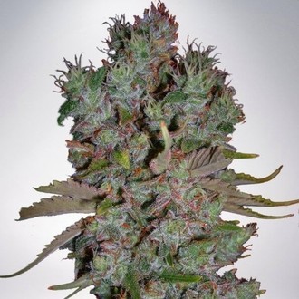 Auto Blueberry Domina (Ministry of Cannabis) Feminisoidut
