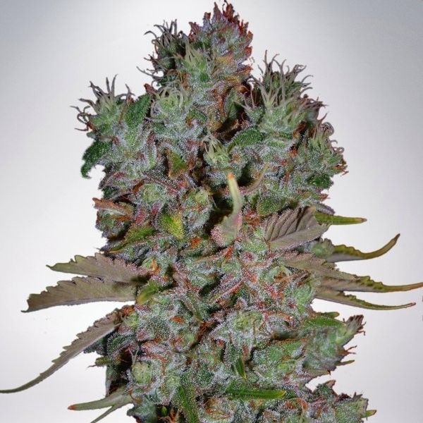 Auto Blueberry Domina (Ministry of Cannabis) Feminisoidut