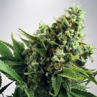Auto White Widow (Ministry of Cannabis) feminisoidut