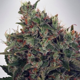 Ultra White Amnesia (Ministry of Cannabis) feminisoidut