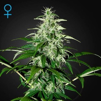 Kalashnikova Autoflower (Greenhouse Seeds) feminisoidut kannabiksen siemenet