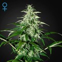 Kalashnikova Autoflower (Greenhouse Seeds) Feminisoidut