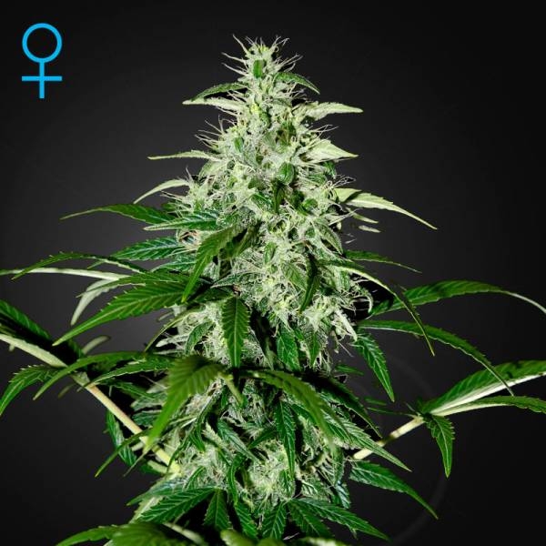 Kalashnikova Autoflower (Greenhouse Seeds) Feminisoidut