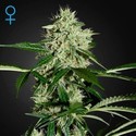 Northern Lights Autoflower (Greenhouse Seeds) Feminisoidut