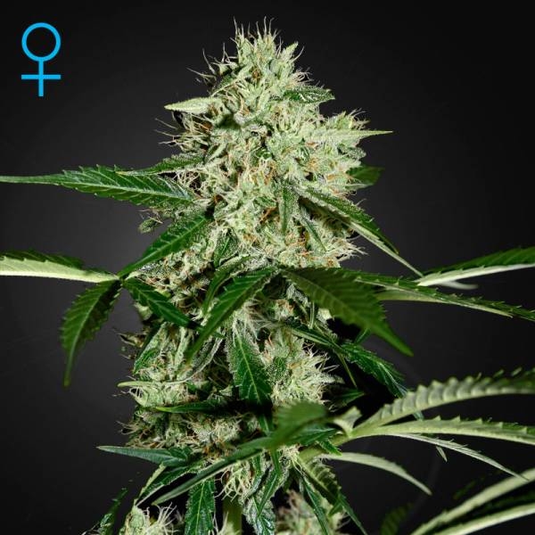 Northern Lights Autoflower (Greenhouse Seeds) Feminisoidut