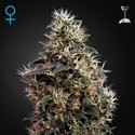 Sweet Mango Autoflower (Greenhouse Seeds) Feminisoidut