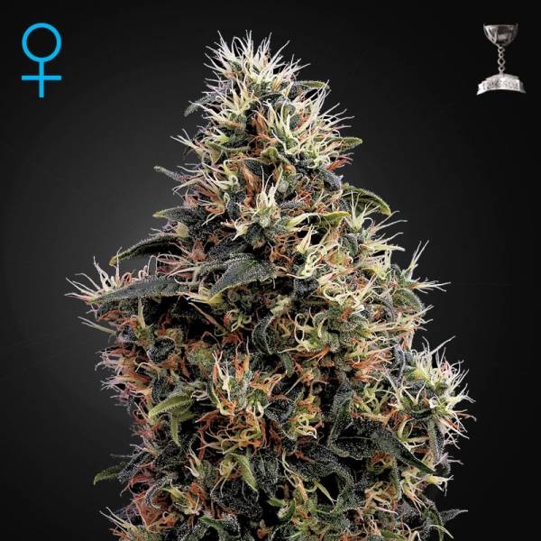 Sweet Mango Autoflower (Greenhouse Seeds) Feminisoidut