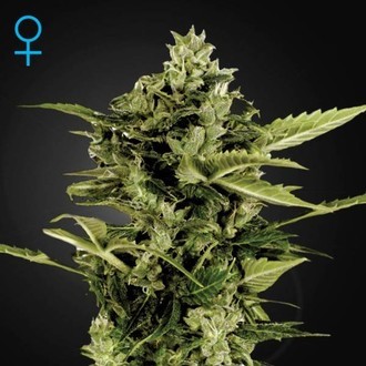 Auto-Bomb Autoflower (Greenhouse Seeds) Feminisoidut