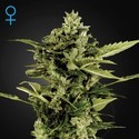 Auto-Bomb Autoflower (Greenhouse Seeds) Feminisoidut
