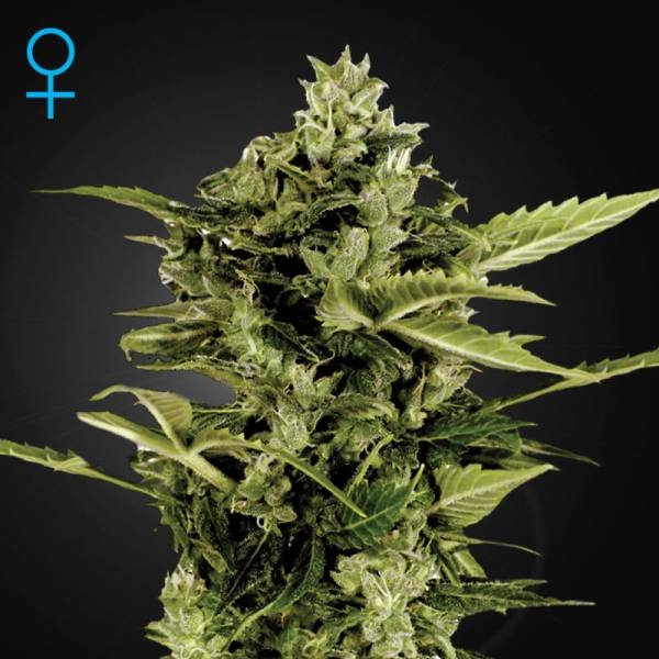 Auto-Bomb Autoflower (Greenhouse Seeds) Feminisoidut