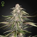 Super Bud (Greenhouse Seeds) Feminisoidut