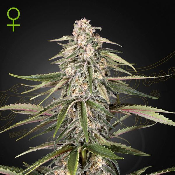 Super Bud (Greenhouse Seeds) Feminisoidut